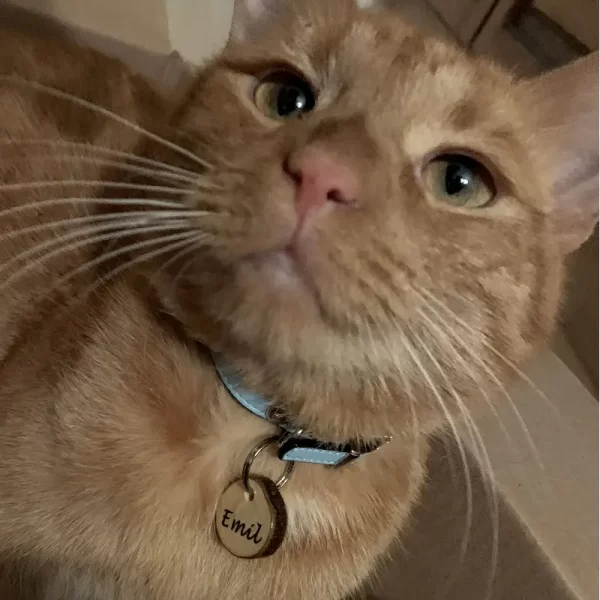 Kattenpenning Geshowd door Kattenmodel Emil.
