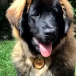 XL Extra große Hundemarke für große Hunde Handgefertigt aus Olivenholz, Gezeigt von Tosh.