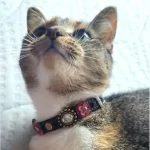 Schattig en lief kattenhalsbandje met veiligheidsluiting, versierd met luxe roze, fuchsia en paarse steentjes en leren bloemetjes, geshowd door poes met verschillende kleuren.