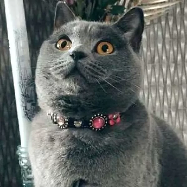 Schattig en lief kattenhalsbandje met veiligheidsluiting, versierd met luxe roze, fuchsia en paarse steentjes en leren bloemetjes, geshowd door grijze poes.