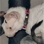 Schattig en lief kattenhalsbandje met veiligheidsluiting , versierd met luxe roze, fuchsia en paarse steentjes en leren bloemetjes, geshowd door witte kat.