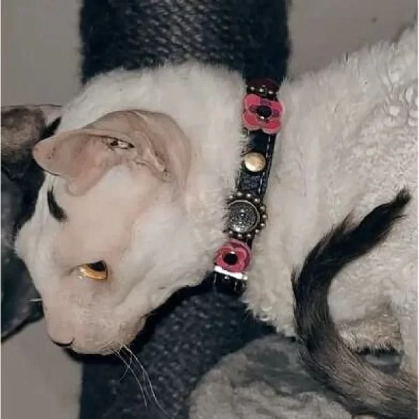 Schattig en lief kattenhalsbandje met veiligheidsluiting , versierd met luxe roze, fuchsia en paarse steentjes en leren bloemetjes, geshowd door witte kat.