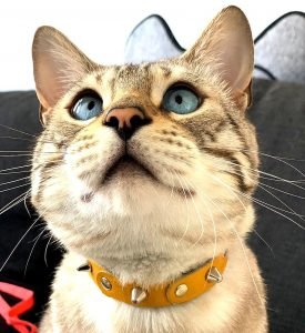 Originele handgemaakte leren kattenhalsbanden met elastische veiligheidssluiting! Alle leuke en veilige kattenhalsbandjes designs zijn exclusief en handgemaakt. Ga snel naar de Superpipapo Online Shop! Originele handgemaakte leren kattenhalsbanden met elastische veiligheidssluiting! Alle leuke en veilige kattenhalsbandjes designs zijn exclusief en handgemaakt. Ga snel naar de Superpipapo Online Shop!