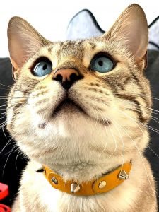 De Meest Originele, Mooie, Leuke, Stoere, Trendy en Allemaal Zeer Exclusieve Handgemaakte Leren Kattenhalsbanden! Originele Veilige Kattenhalsbandjes met Elastische Veiligheidssluiting!