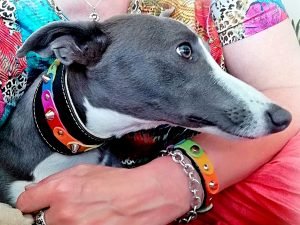 Voor Windhonden, Galgos en Whippets In de Webwinkel ook Exclusieve Mooie Speciale Designs Brede Leren Halsbanden. Voor Windhonden, Galgos en Whippets In de Webwinkel ook Exclusieve Mooie Speciale Designs Brede Leren Halsbanden!