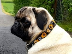 De Meest Originele, Mooie, Leuke, Stoere en Allemaal Zeer Exclusieve Handgemaakte Leren Hondenhalsbanden en Leren Kattenhalsbanden met Bijpassende Armbanden! Voor alle Soort Honden van Puppy tot Grote Honden, Windhonden, Galgos of Whippets, Teckels, Chihuahuas en extra Kleine Honden. Ga snel naar de Webwinkel om Alle Designs te Bekijken en te Bestellen! De Meest Originele Hondenhalsbanden en Kattenbanden, Mooie, Leuke, Stoere en Allemaal Zeer Exclusieve Handgemaakte Leren Hondenhalsbanden en Leren Kattenhalsbanden met Bijpassende Armbanden! Voor alle Soort Honden van puppy tot grote honden, winhonden, galgos of whippets, teckels, chihuahuas en extra kleine honden. Ga snel naar de Webwinkel om Alle Designs te Bekijken en te Bestellen!
