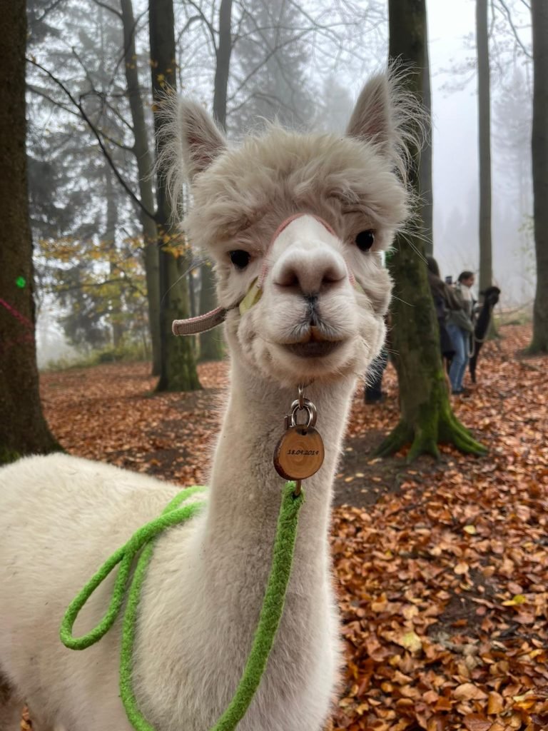 Afbeelding #2 van Simone