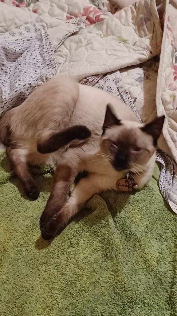 Afbeelding #1 van Magdalena Maldonado Salazarr