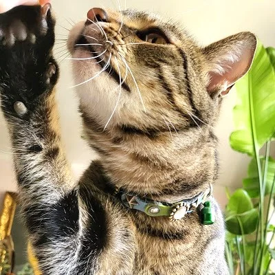 Instagram post from superpipapo. This post is in position 0.