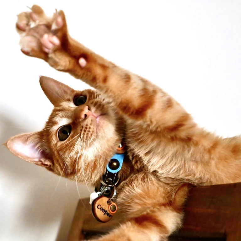 Instagram post from superpipapo. This post is in position 5.