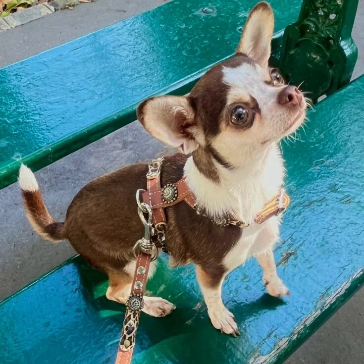 Instagram post from superpipapo. This post is in position 0.